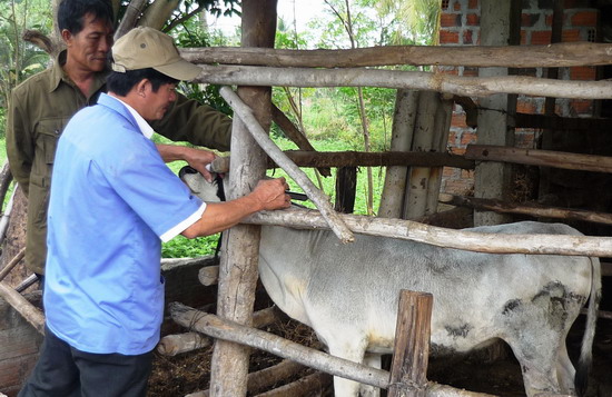 Bảo vệ đàn gia súc gia cầm mùa mưa bão (10/9/2019)